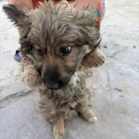 güjük, собака