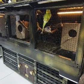 Попугай кетек