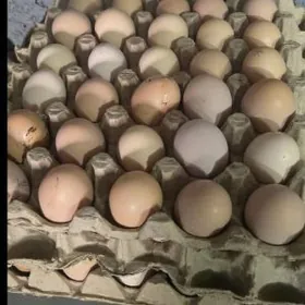 Yumurtga Brama towugyňky