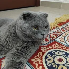 Шотландский вислоухий