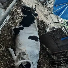 Sygyr ala сыгыр ала