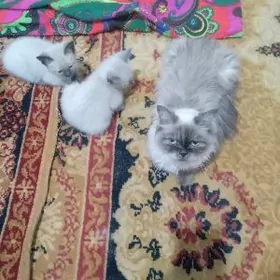 сеамски пишижеклер