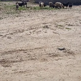 owlakly geci guzuly goyun