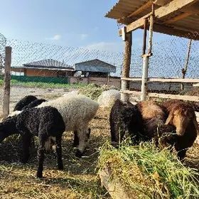 goyunlar guzular toklular