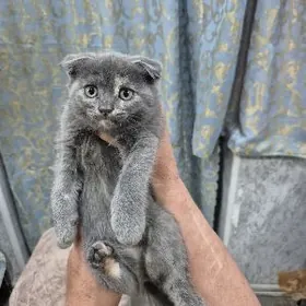 Продаем котят