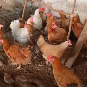 yaş guzlayjy towuklar