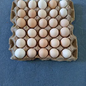 Türkmen el yumurtgasy