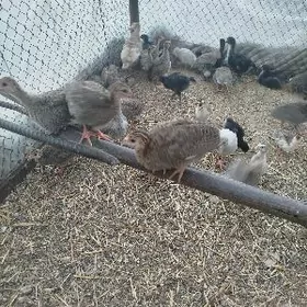 sisarka (käkilik)jüýjesi