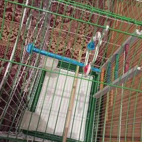 kletka,papugai iym ugry badyr