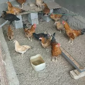 Turkmen towukturkmen towuk