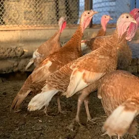 Gyzyl owgan induklar