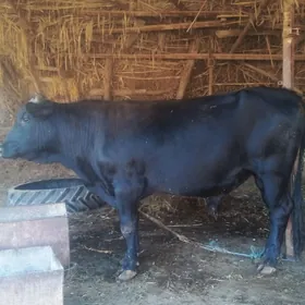 BAKYLYP...DYRAH...OKYZ