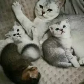 шотланский катята