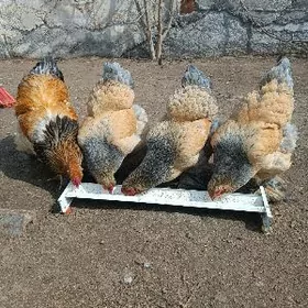 brama palevi.kül.lased.blu.