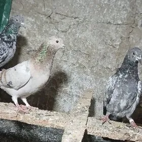 КЕПДЕРИ. МЫРАМЫР