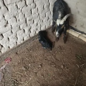 owlakly geci teke owlak