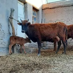 Göleli Sygyr yuwasja malar.