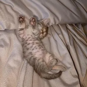 pisik котёнок mugt