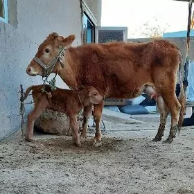 Süýdi goyyja Göleli sygyr