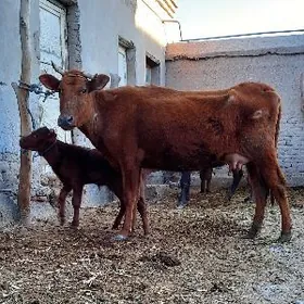 Pisentli goleli sygyrlar