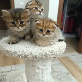 Домашние животные