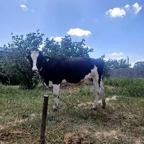 Sygyr Arassa galesdeyin ferma.