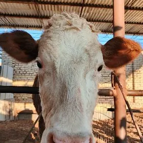 домашнее животное