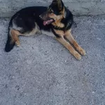 Afçarka nemislenki