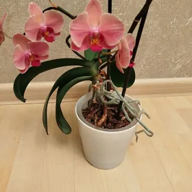 орхидеи Голландия