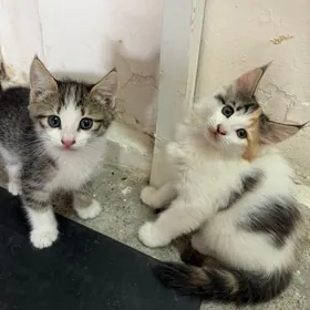котята/pişikler