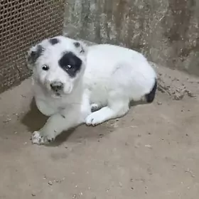 Gokje Burgudiñ agtygy.