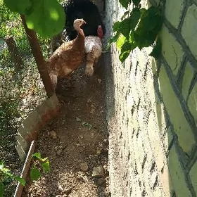 индюкиндиюк