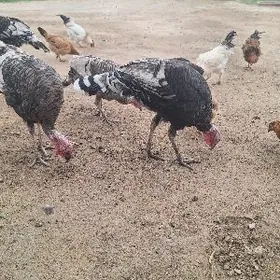 induk admen maki bilen