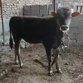 A ŞWES OKÜZ ARASSA