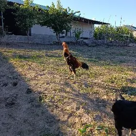 хороз порода