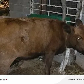 ой хайванлары