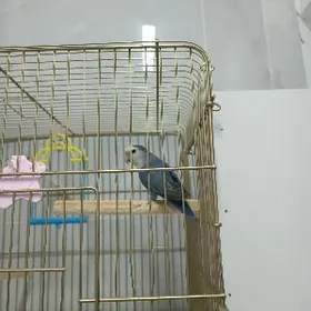 popugay попугай nerazlucnik