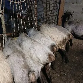 Goyun gurbanlyk janly