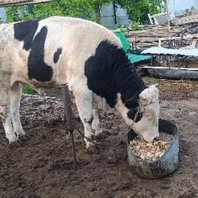 okuz smental galysteyin garlan