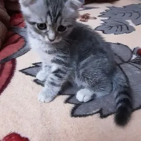 КОТЯТА ШОТЛАНДСКИЕ