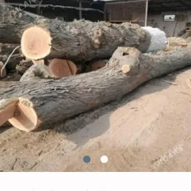 Agaç bag kesýançiler