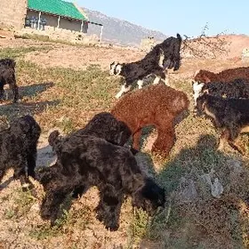 owlak guzy owlak guzy