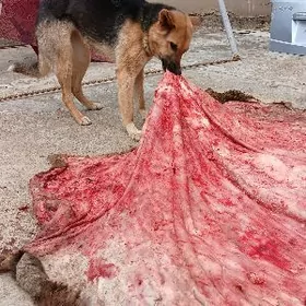 ovçarka авчарка