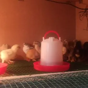 Balakli telpekli jüjeler