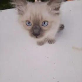 сиамский котёнок