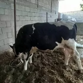 orginal golisteyin okuz