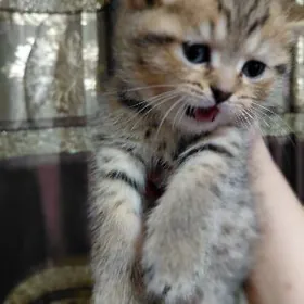 Золотистый табби мальчик