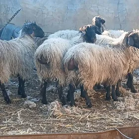 ишшек гойунлар