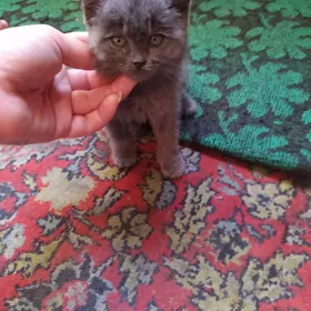 британский котенок