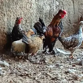 карлик кури